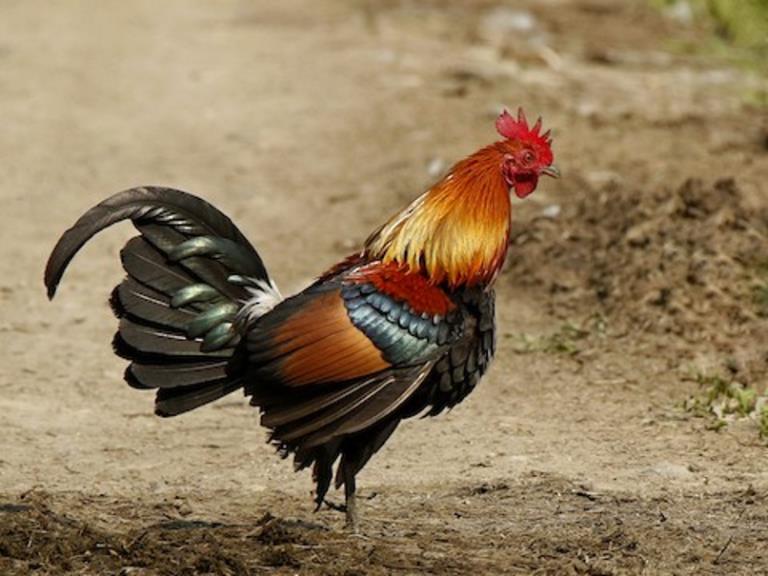 jungle fowl